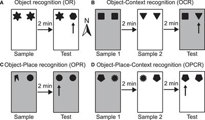 Developmental trajectory of episodic-like memory in rats